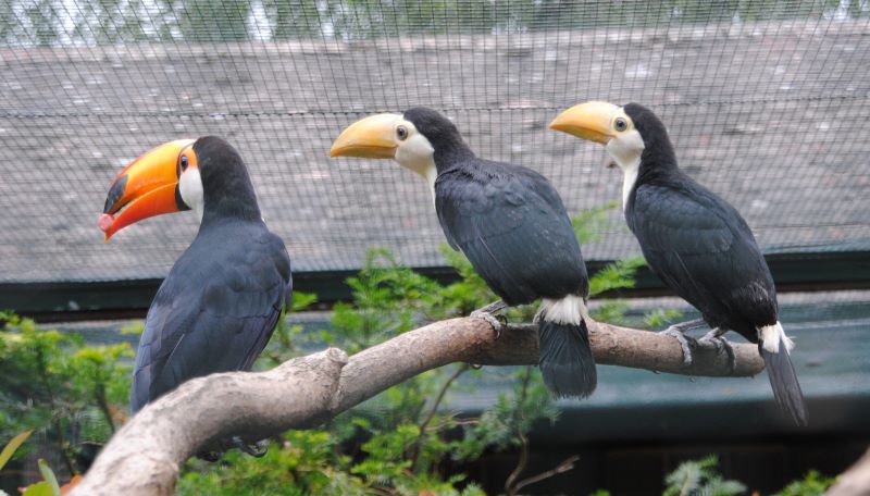 Nachwuchs bei den Riesentukanen