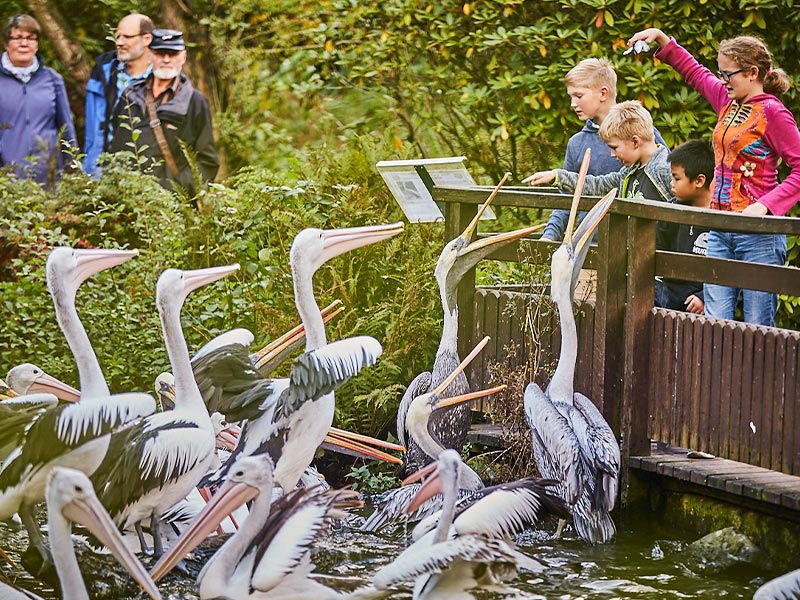 Fütterung der Pinguine und Pelikane