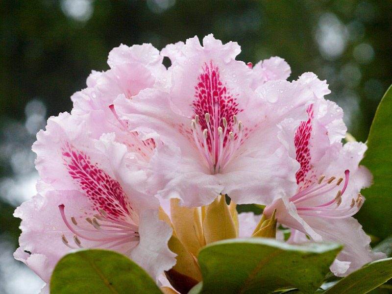 Rhododendron