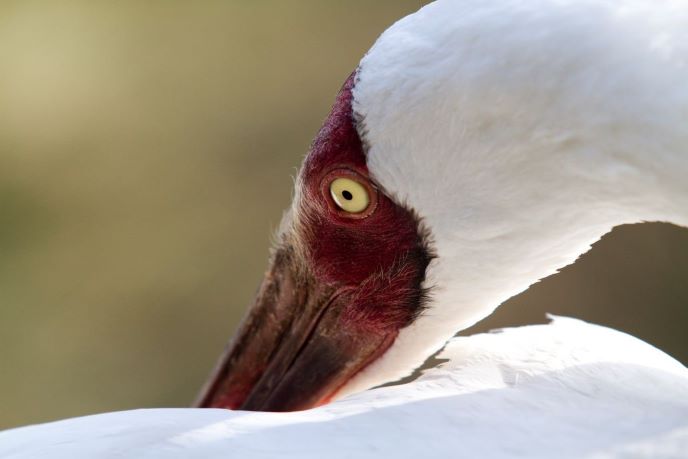 Hero Weltvogel